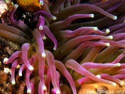 This is a giant tip anemone closeup. I was trying to capt... by Zaid Fadul 